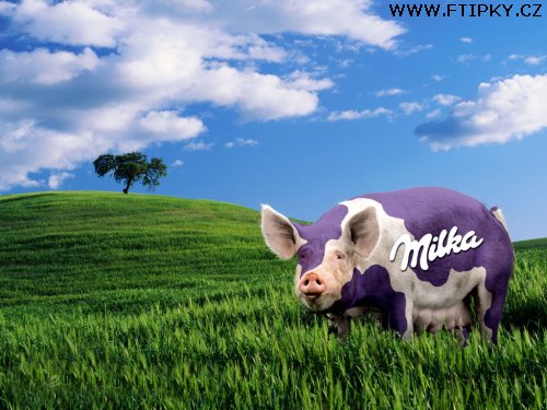prase milka