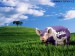 prase milka